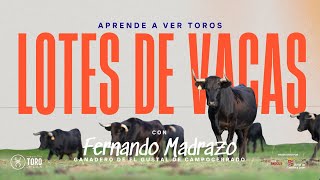 Lotes de vacas, con Fernando Madrazo, ganadero de El Gustal de Campocerrado | APRENDE A VER TOROS