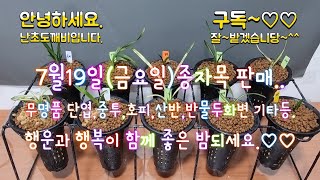 7월19일(금요일)종자목 판매.. 무명품단엽,중투,호피, 산반,반물두화변 기타등 판매합니다.4k