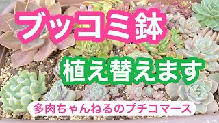 【多肉植物】取り敢えず、ポイポイのブッコミ鉢を植え替えます❣️