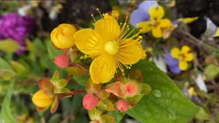 浆果金丝桃Hypericum androsaemum