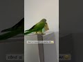 birds papagei funnyparrot parrot papagal funny forpus animals funnyvideo funnyshorts