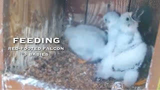 #52🦅Red-footed Falcon Nest❷／LIVE Red-footed Falcon Nest Cam #2 (Polgár, Hungary)