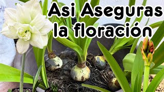 Así de FÁCIL ASEGURAS LA FLORACIÓN DE AMARILIS o AZUCENAS (Hippeastrum amaryllis)