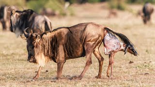 How Wildebeest Giving Birth To Twin Cute Calves