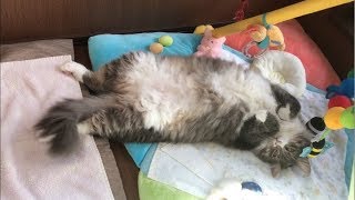 赤ちゃんいない所でベビージムを占領する猫 ノルウェージャンフォレストキャット cat that monopolizes a baby gym.Norwegian Forest Cat.