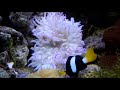 印度洋雙帶小丑與共生紅肚海葵3k clark s anemonefish with corkscrew tentacle sea anemone