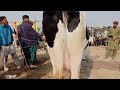 today malumor mandi jhang update cow fresh rates update 2024 cow mandi 2024