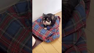 カバンがあればどれにでも入ろうとするブラックタンチワワの麦#shorts #チワワ #dog #癒し #cutedogs #funnydogs