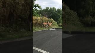 北海道　稚内市　駐車場にエゾシカ