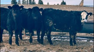 Sturgeon River Ranch - 800# March Weaned Steers - 154 Head (Rockyford, AB)