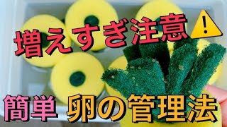 【再投稿】増えすぎ注意！！めだかの楽な卵管理と、針子の育て方【メダカ飼育】【初心者】