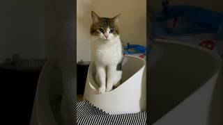 トイレをする Dr.コター　#ねこ #ねこ動画 #猫トイレ