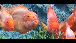 ปลาหมอนกแก้ว ปลานกแก้วน้ำจืด Blood parrot cichlid