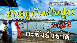 มาตามล่าปลายี่สก🔥แต่พวกมันอยู่กันเป็นฝูง🐠EP50อุทยานลำน้ำน่าน เหยื่อถูกและดีกินทุกไม้#ยับเยินฟิชชิ่ง