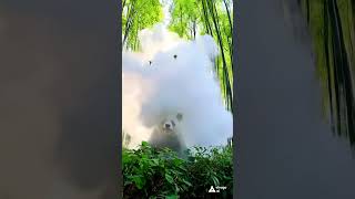 cute panda funtime #panda #animal #pandalovers #shorts #viral #trending