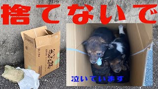 【感動　子犬】段ボールに捨てられた子犬達　一生懸命生きようとする姿に感動