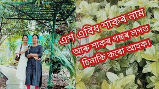 এশ এবিধ শাকৰ নামৰ সৈতে শাক গছ চিনো আহক।।