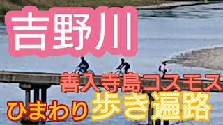 【吉野川市善入寺島】コスモスとひまわり、120㎞のんびりライド