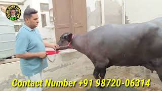 4 Buffaloes and 2 Heifers for sale, 4 ਮੱਝਾਂ ਅਤੇ 2 ਝੋਟੀਆਂ ਵਿਕਾਊ