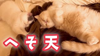 もふもふお腹を見せて寝る癒し猫【のぴ】【めめ】【cat 猫】