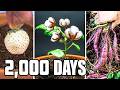 I Filmed These 11 Plants for 5.5 Years (Time-Lapse Compilation)
