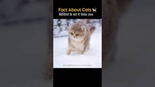 Fact About Cats 🐱 🐈 in Hindi #shorts #youtubeshorts #facts