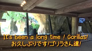 It's been  a long time ! Gorillas! Gorilla at Ueno Zoo　お久しぶりです。ゴリラさん達。上野動物園のゴリラ