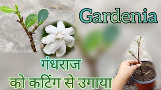 1545:-Grow Gardenia From Cutting / गंधराज को कटिंग से उगाएं / Gandhraj Plant Grow From Cutting