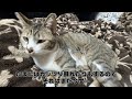 猫吸いされてる時の猫の顔が想像とぜんぜん違った