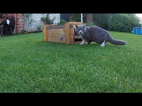 Trap on cats with simple mechanism. TESTED Trap on cats with simple mechanism. TESTED