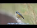 2025 2 2 千里緑地公園 大阪 野鳥観察 【チョットだけルリビタキ】