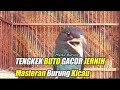 Tengkek Buto Gacor Jernih Masteran Burung Kicau