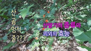 산딸기, 곰딸기, 멍석딸기, 줄딸기...산딸기의 종류와 효능