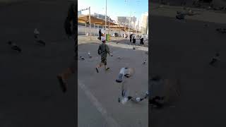 Pigeons Field in Makkah (কবুতর মাঠ)