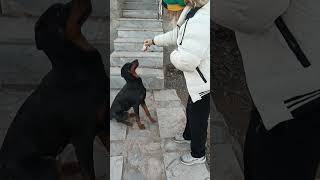 دوبرمن شیطون من اسمش شانی #دوبرمن#سگ_نگهبان #doberman