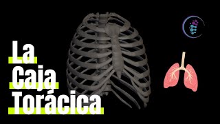 Anatomía básica de la caja torácica