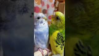 セキセイインコのピッピちゃんと、そらちゃんがブランコゆずらず、お腹と、お腹をくっつけてる。