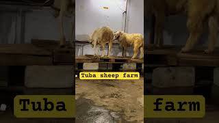 #Tuba sheep farm # for sale