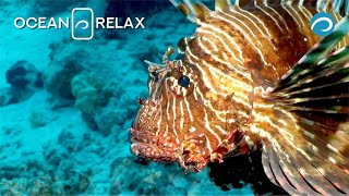Amazing adventures and diving on the reefs of the Red Sea.. Part II. Ocean Relax Film.