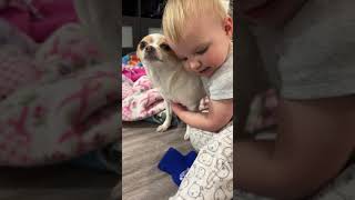 Baby Laughs at Funny Chihuahua Zoomies Then Gives Polly Dog a Big Hug.