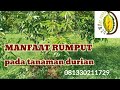 Manfaat rumput pada tanaman durian (@dewaneduren)