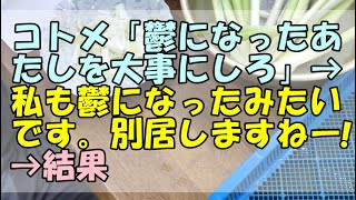 【スカッと】コトメ「鬱になったあたしを大事にしろ」→私も鬱になったみたいです。別居しますねー！→結果【痛快・スカッとジャパン!】