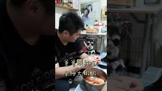 Schnauzer雪納瑞【旺仔成長日記】爸爸餵南極大蝦蝦-10個月