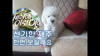 [안호두 리얼TV] 보면 볼수록 호두의 재주가 신기하네?...자세히 봐야 보입니당ㅋㅋㅋ 푸들 강아지 애완 반려동물