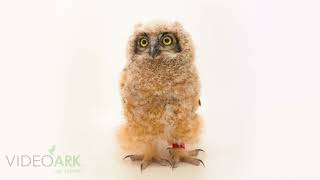 A great horned owl (Bubo virginianus pacificus) at the San Diego Humane Society in California.