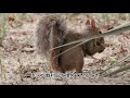 シマリス栗鼠リス squirrel 賢い　貯食 面白い りすかわいい 記憶力すごい