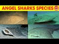 Different Types of Angelshark Species Name in English for kids #kidslearning   #animals #sharks