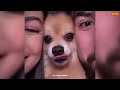 Best Funny Animals Videos 2024 😆  Funny and Cute Cats 🐈 and Dogs 🐕 Videos 3