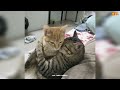 Best Funny Animals Videos 2024 😆  Funny and Cute Cats 🐈 and Dogs 🐕 Videos 3