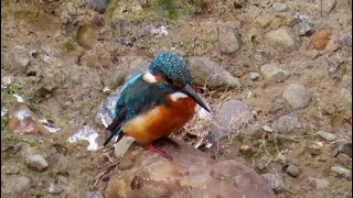 カワセミ狛江地区２番子男子 2024 09 21 #カワセミ #幼鳥 #野鳥 #birds #wildlife #nature #自然観察ぶらり散歩